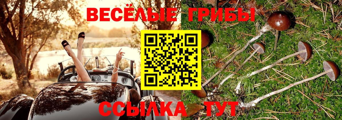 Гусев  Галлюциногенные грибы Psilocybine cubensis  Вход с VPN 